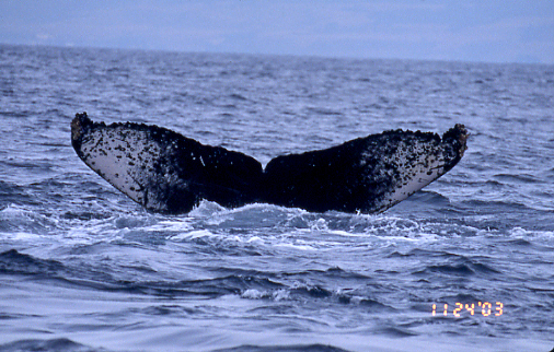 Fluke of CRC-11211