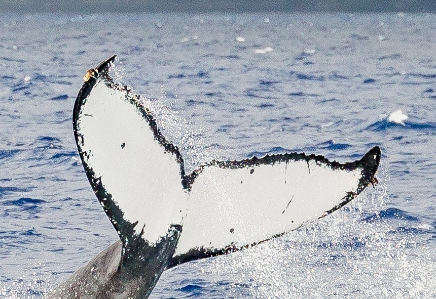 Fluke of PWF-NP_3079