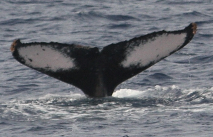 Fluke of CRC-18366