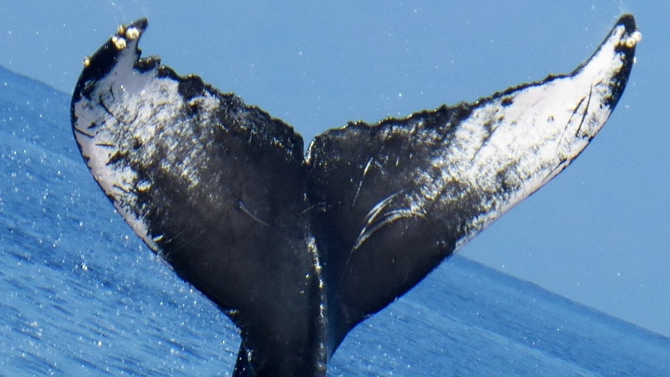 Fluke of PWF-NP_3032
