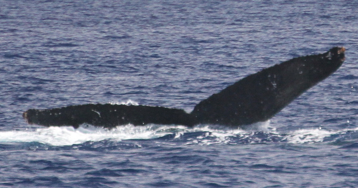 Fluke of SBLuina (AF)