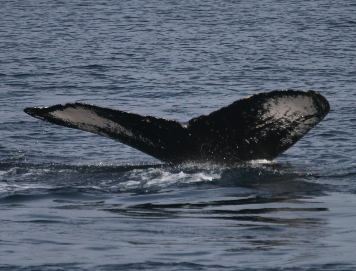 Fluke of PWF-NP_3181
