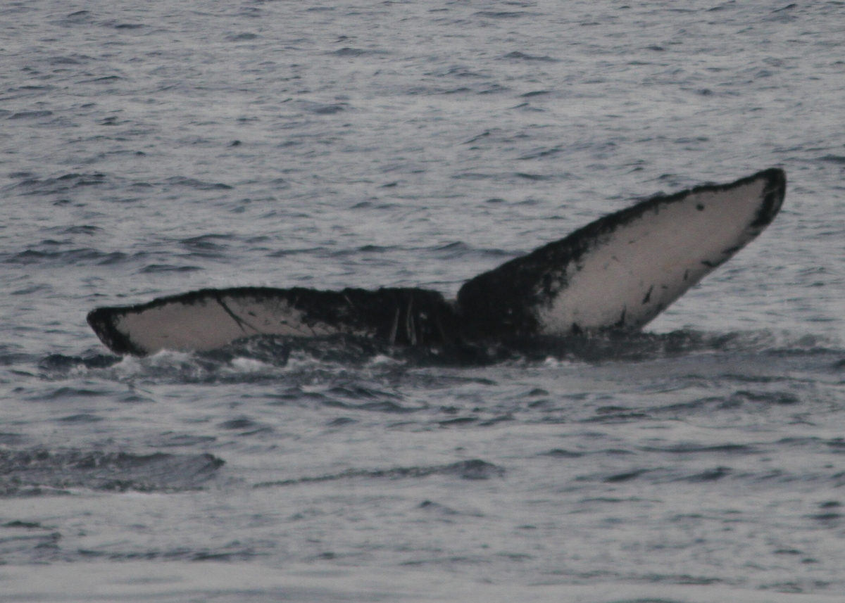Fluke of PWF-NP_3176