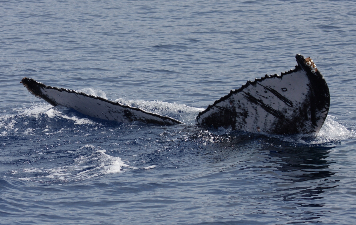 Fluke of BCY0752