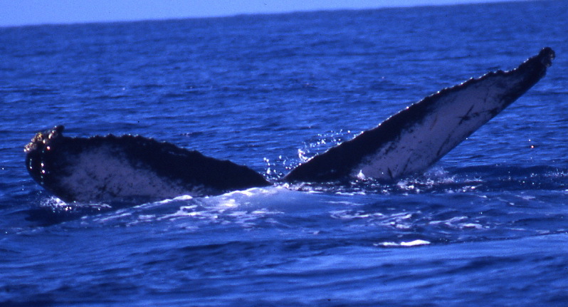 Fluke of BCZ0047