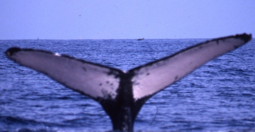 Fluke of PWF-NP_3332