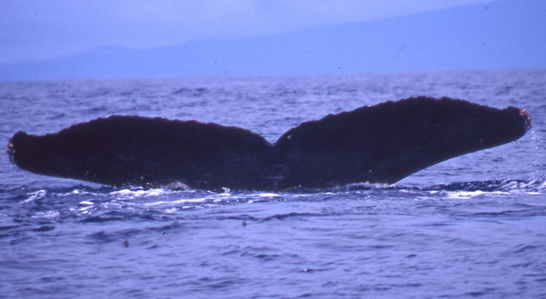 Fluke of PWF-NP_3322