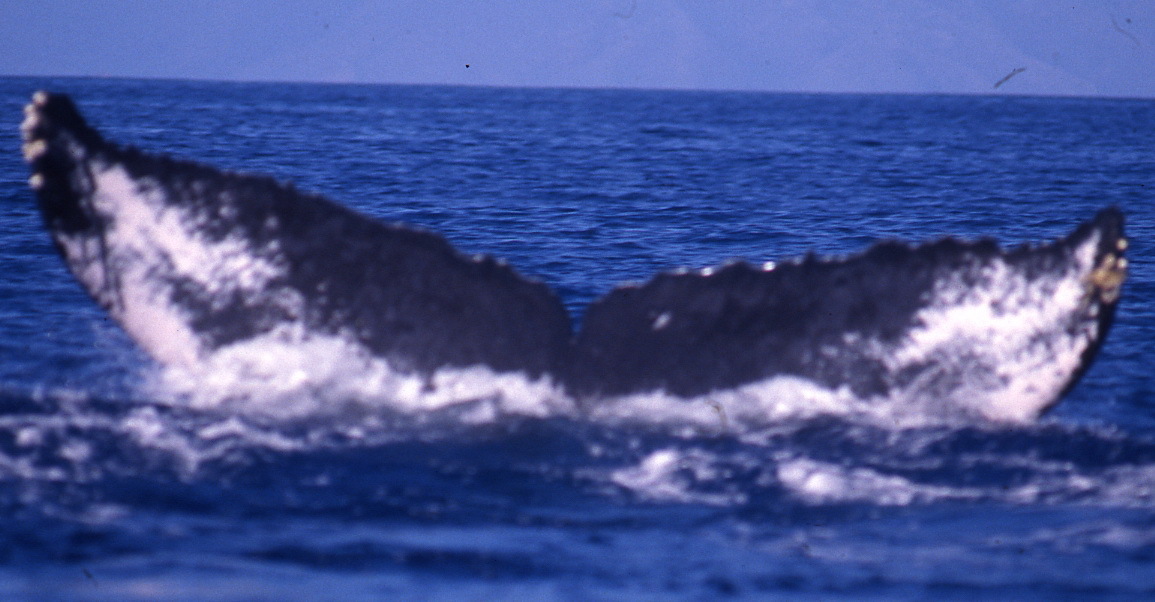 Fluke of PWF-NP_3412