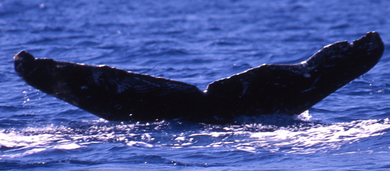Fluke of PWF-NP_3430