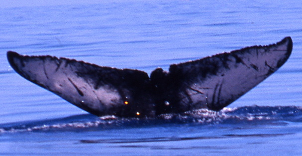 Fluke of SEAK-1520