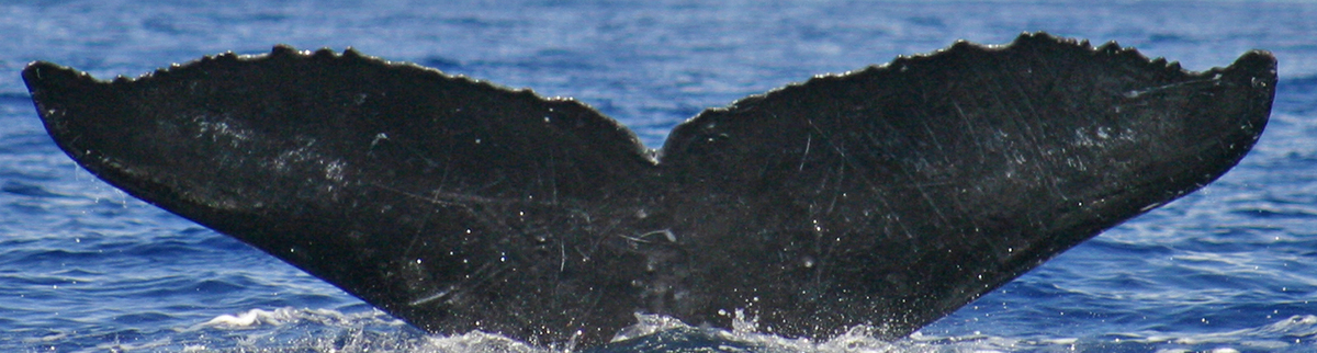 Fluke of PWF-NP_3479