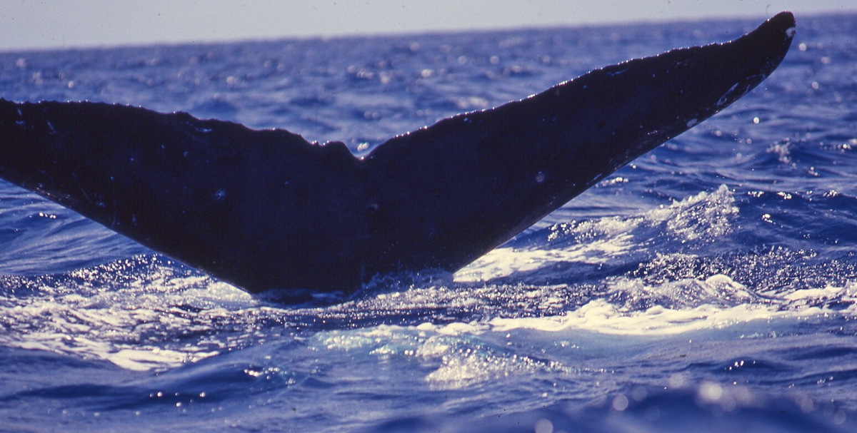 Fluke of PWF-NP_3461