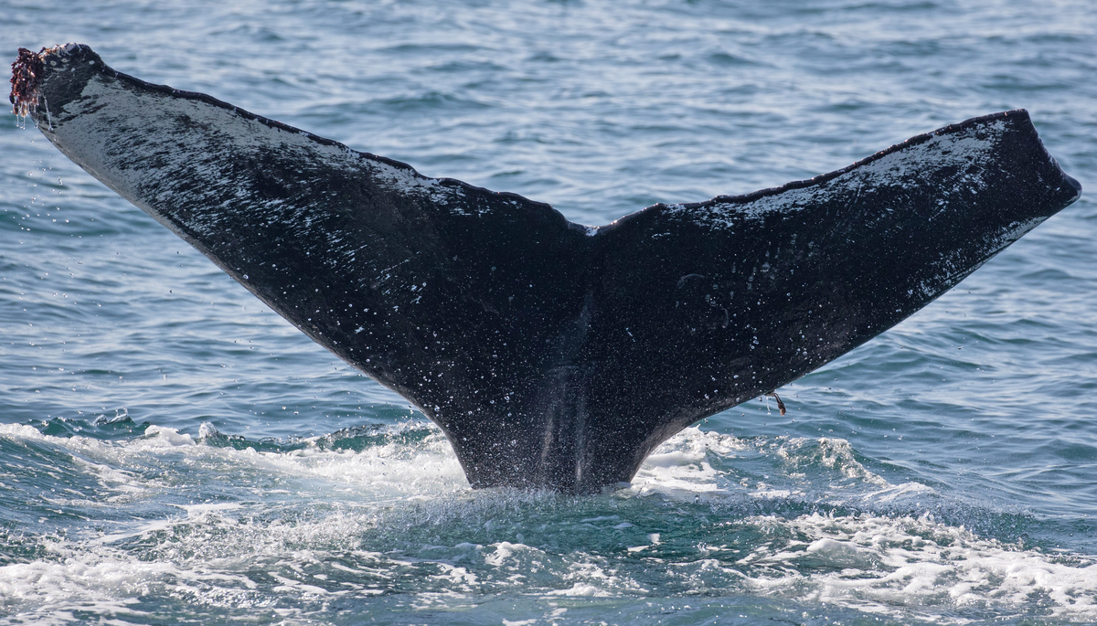 Fluke of CRC-10520
