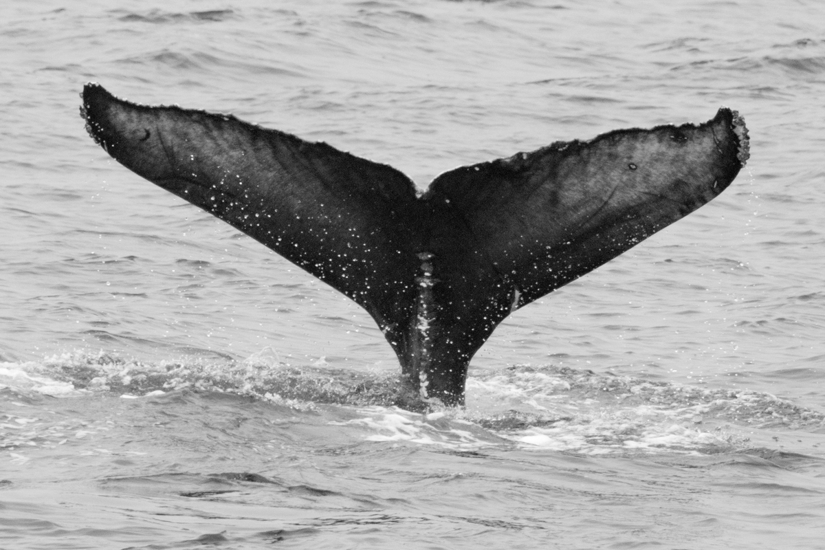 Fluke of CRC-16834