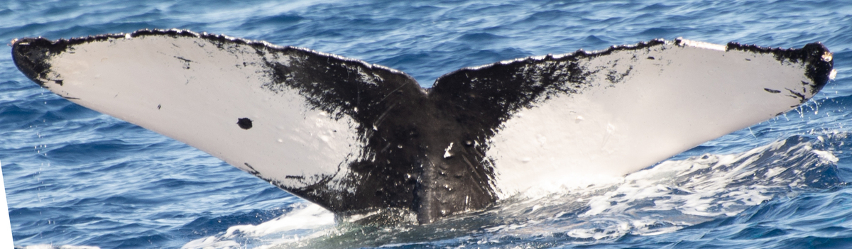 Fluke of PWF-NP_3538