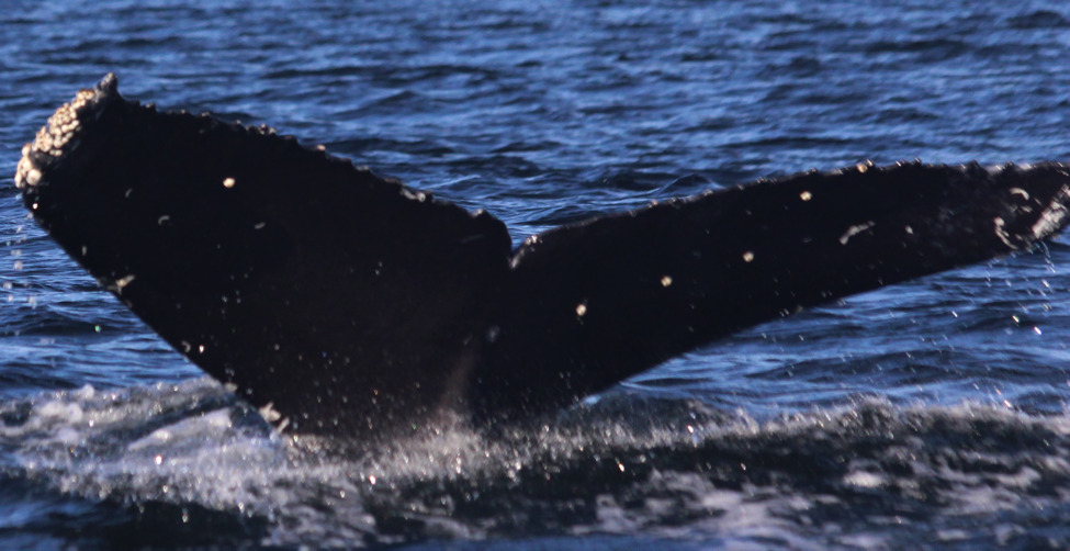 Fluke of CRC-17777