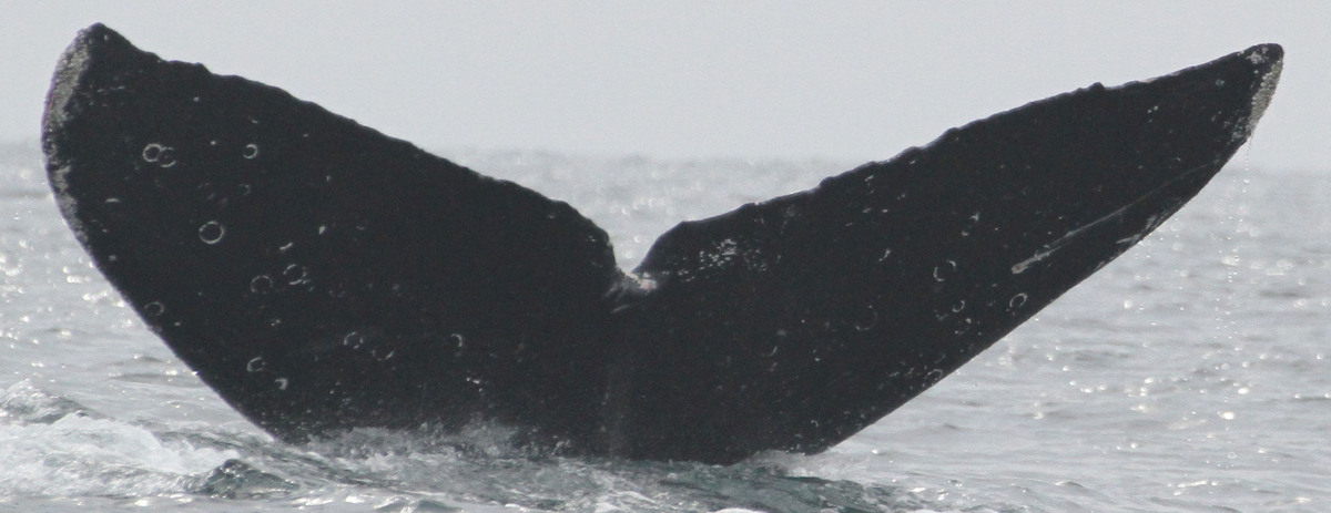 Fluke of CRC-11553