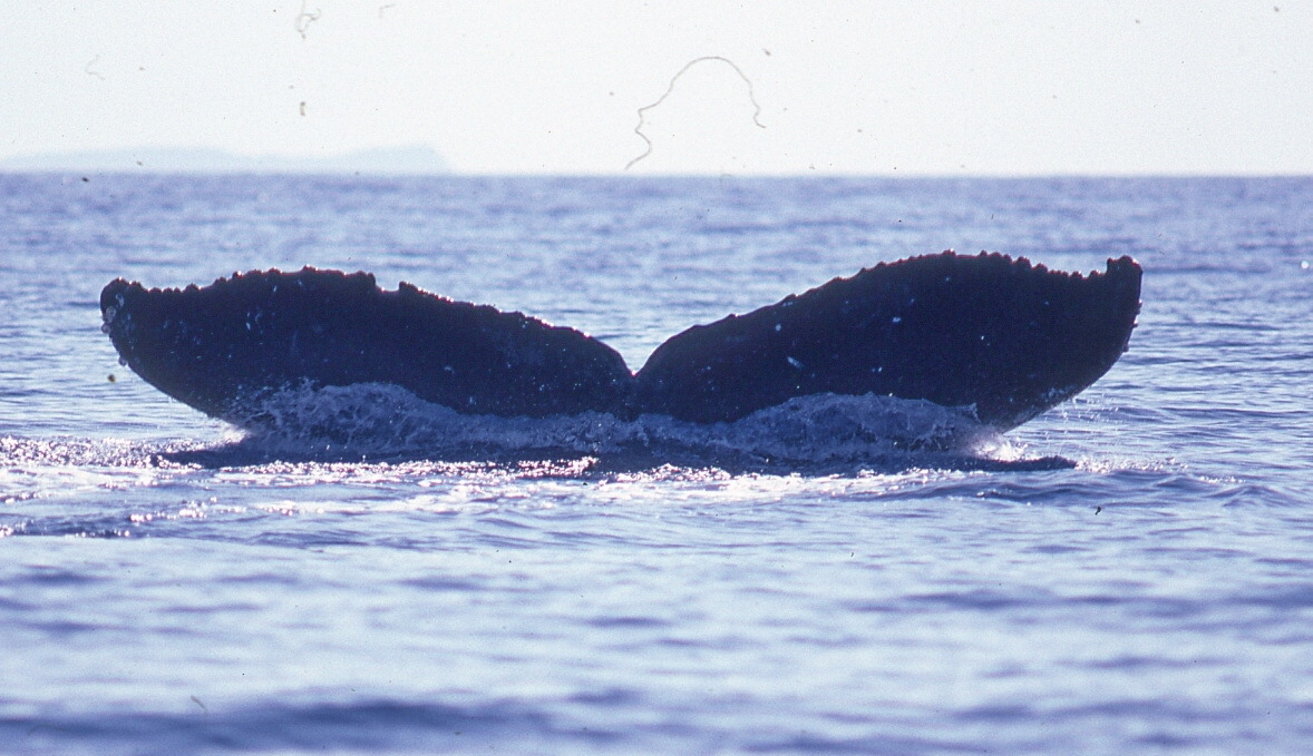 Fluke of CRC-22930