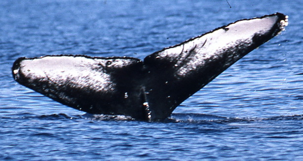 Fluke of PWF-NP_3876