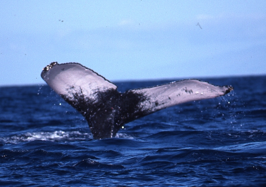 Fluke of PWF-NP_4111