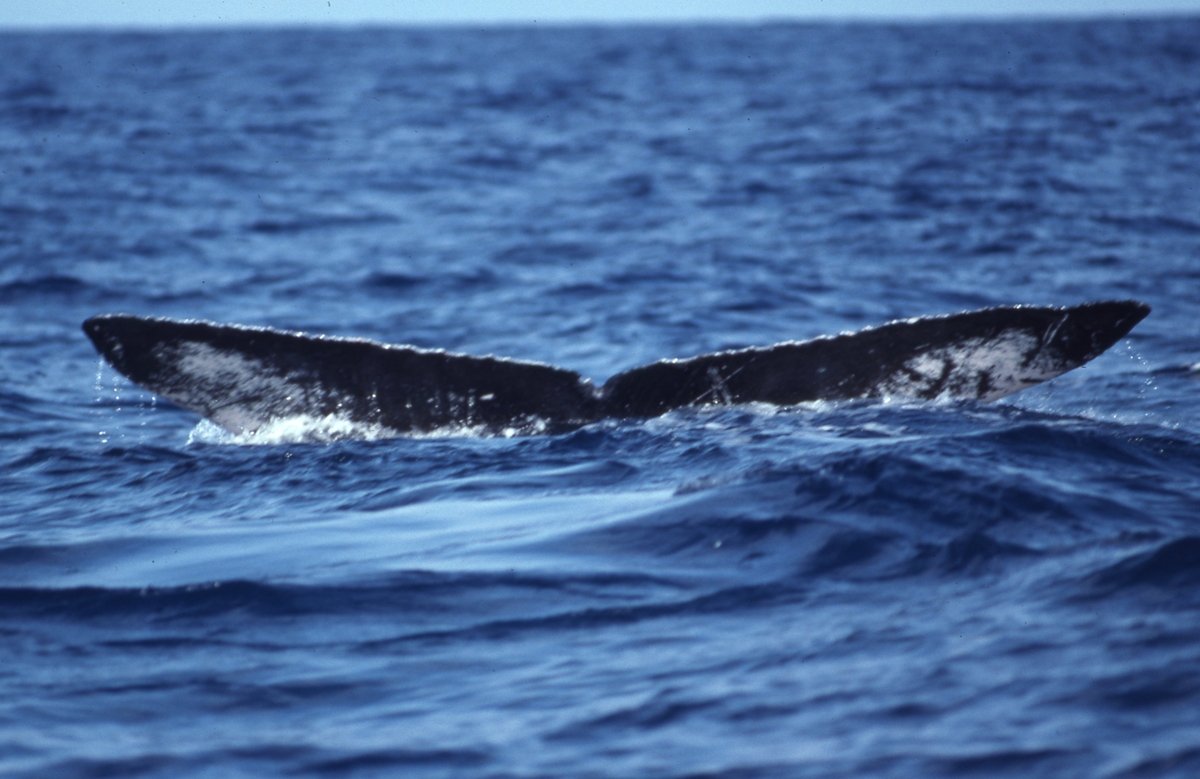 Fluke of PWF-NP_4189