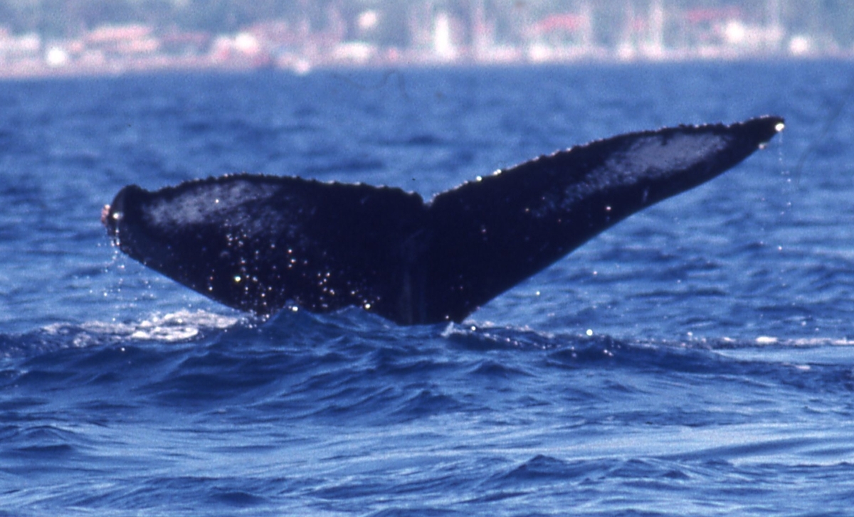 Fluke of PWF-NP_4292