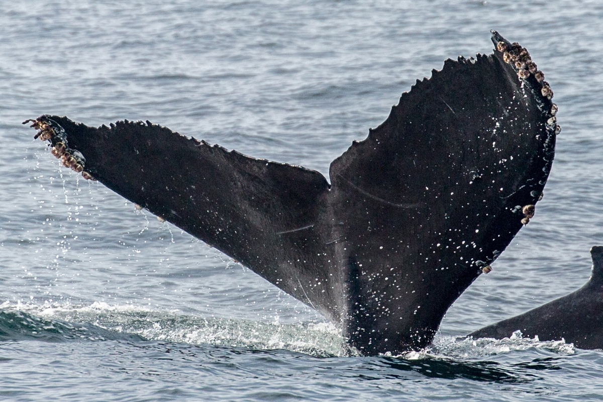 Fluke of CRC-17209
