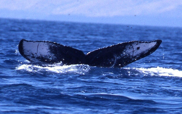 Fluke of PWF-NP_4403