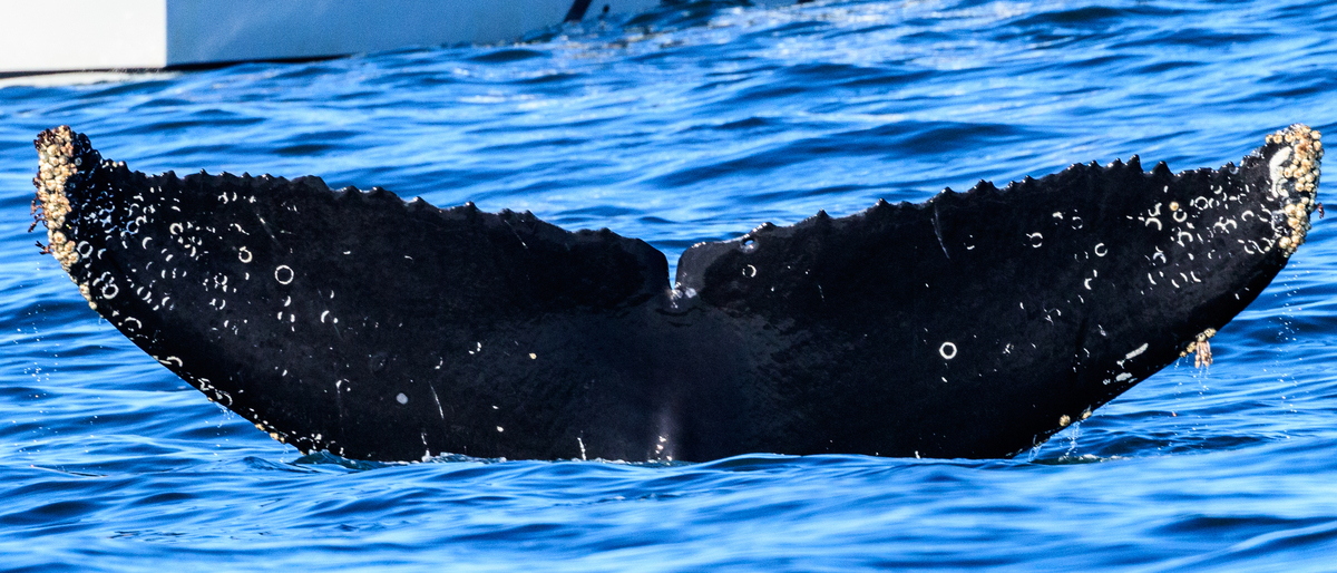 Fluke of CRC-9507