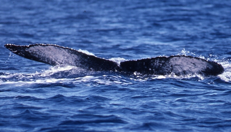 Fluke of PWF-NP_4839