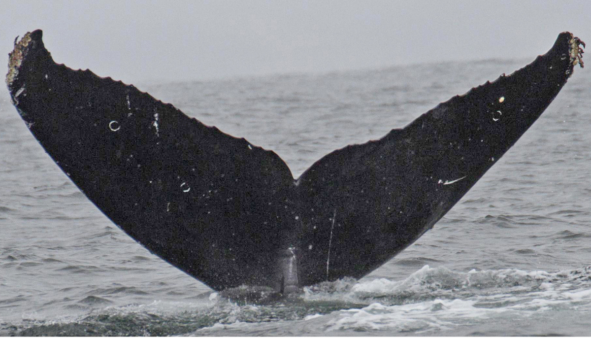 Fluke of CRC-15276