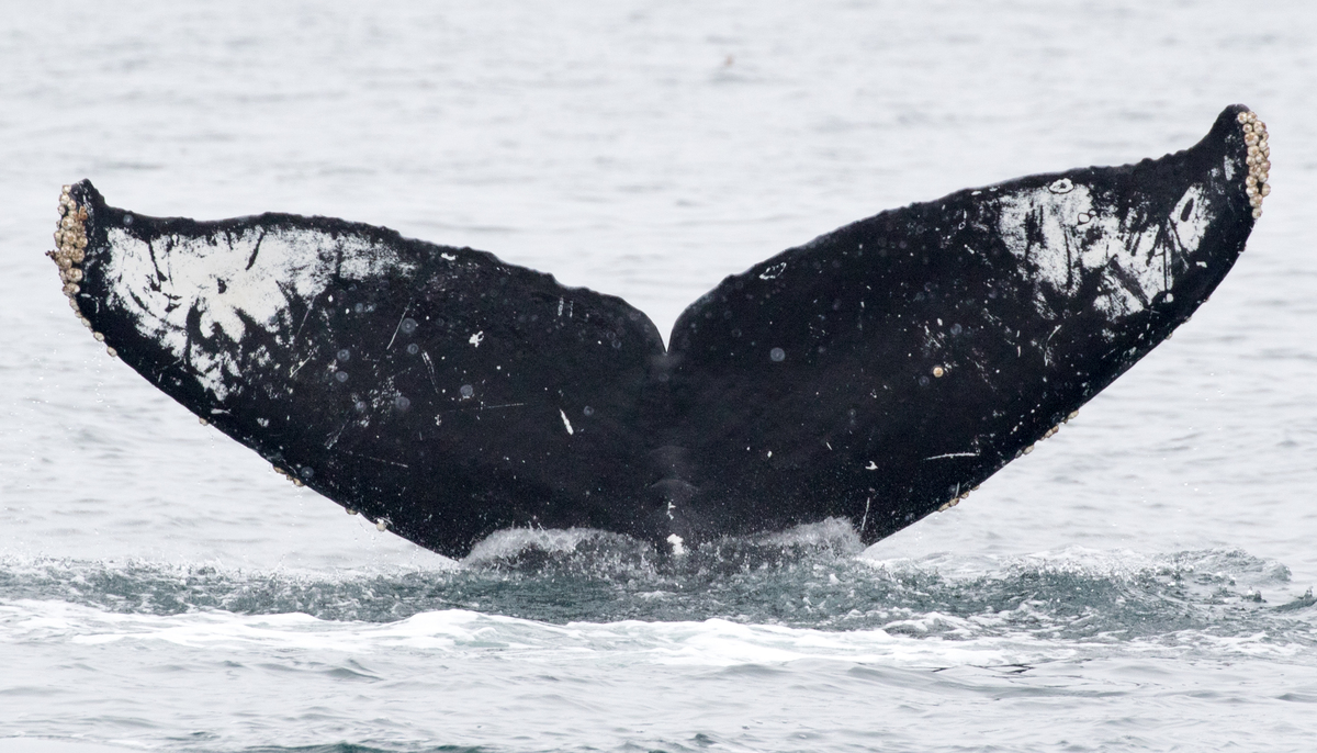 Fluke of Walter (Monterey Bay)