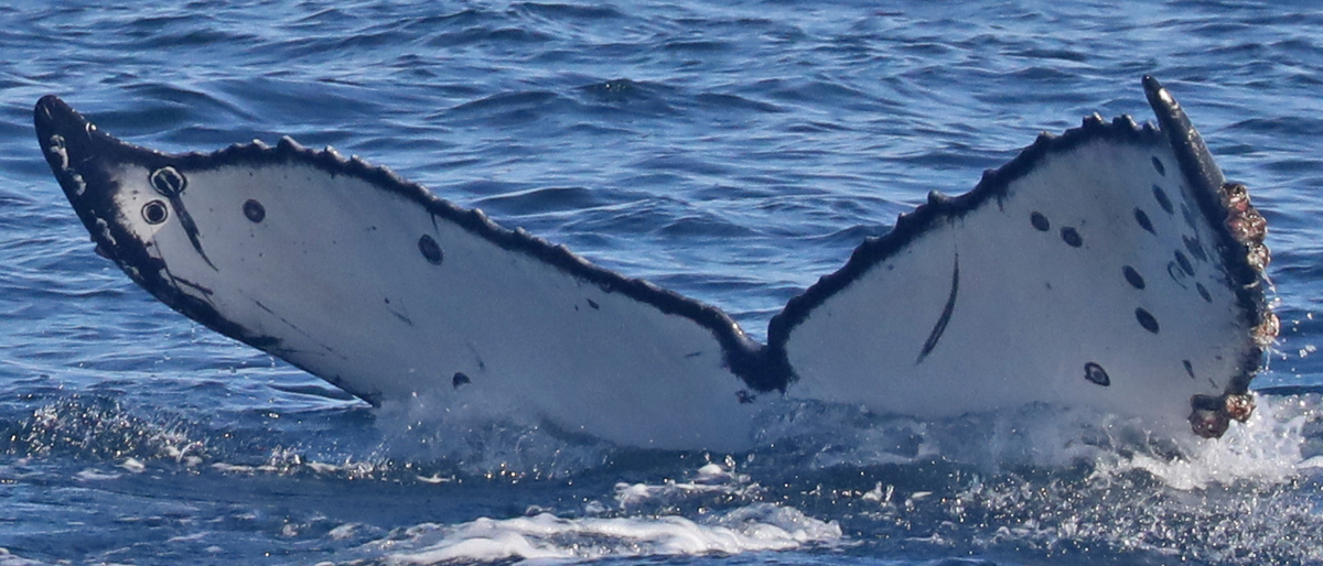 Fluke of CRC-19106