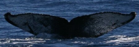 Fluke of CRC-17274