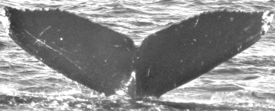 Fluke of CRC-12276
