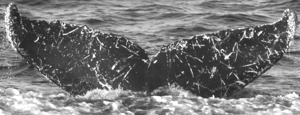 Fluke of CRC-11130