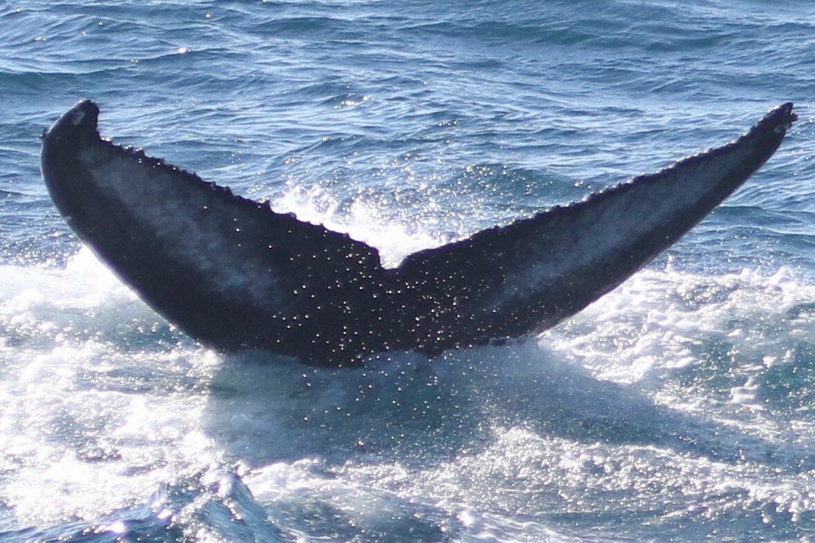 Fluke of Flambar (HRC)
