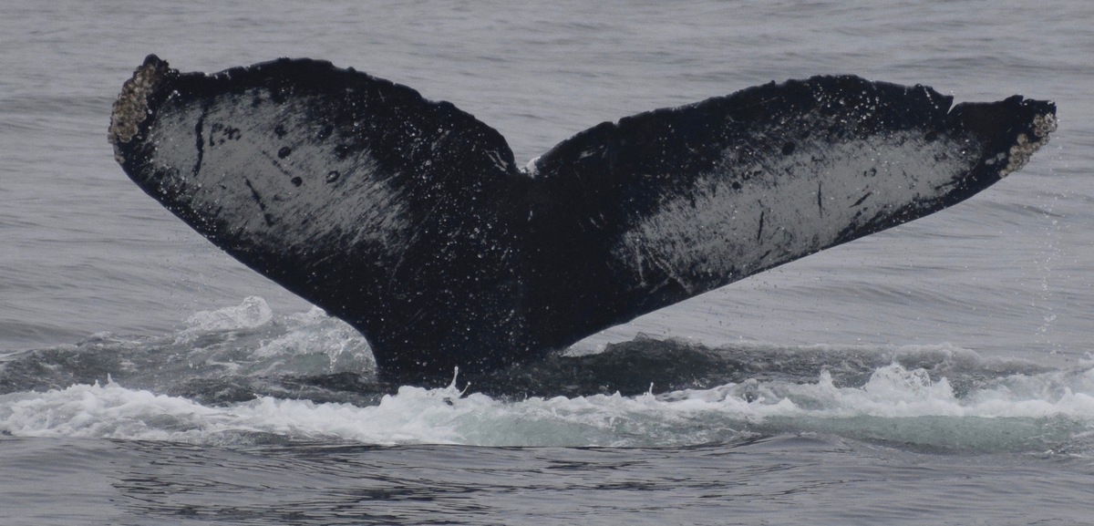 Fluke of CRC-10826