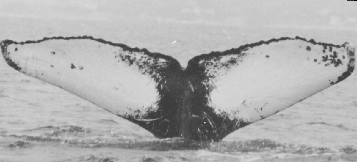 Fluke of CRC-11107