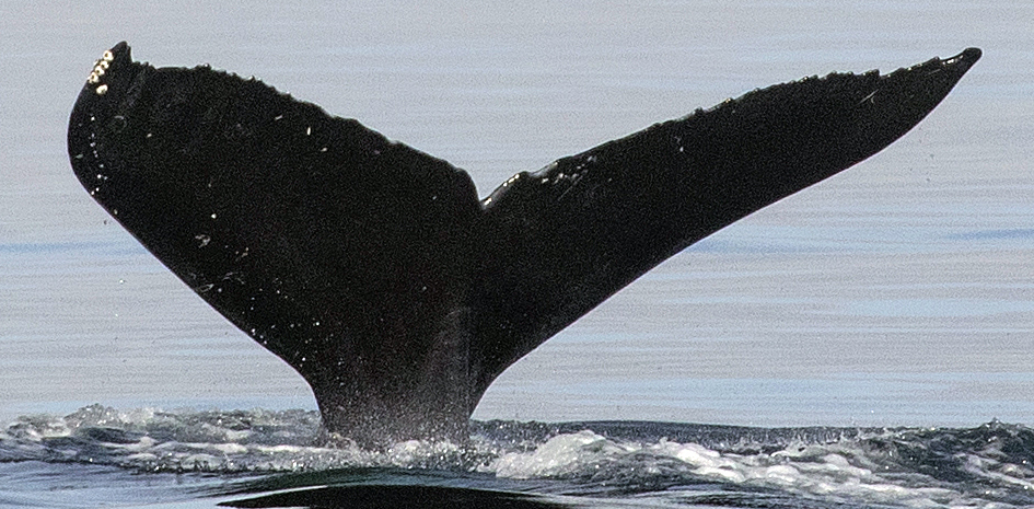 Fluke of CRC-18655