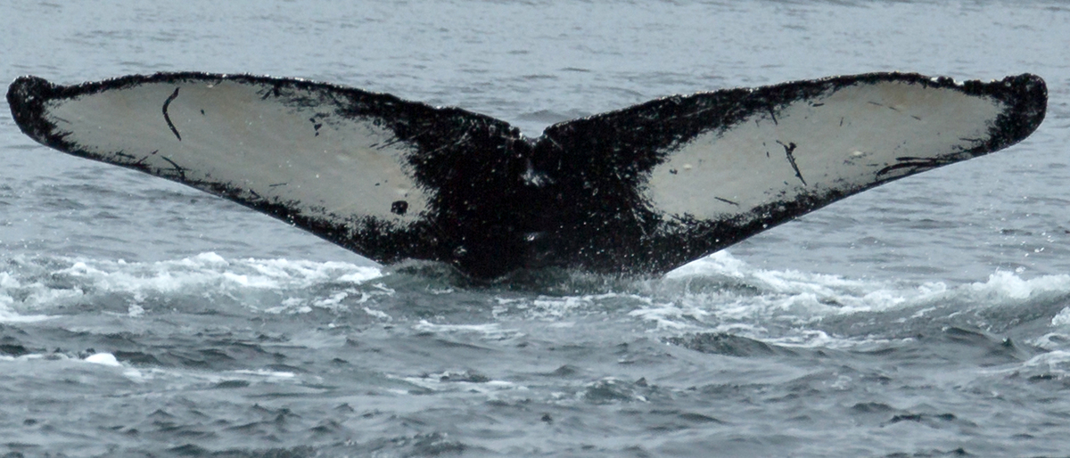 Fluke of Q-Tip (Juneau) aka Mad Cow (AWF)