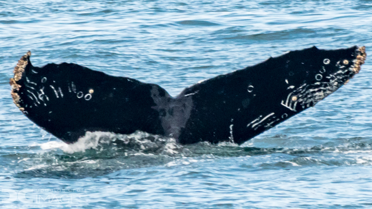 Fluke of Jazz (California)
