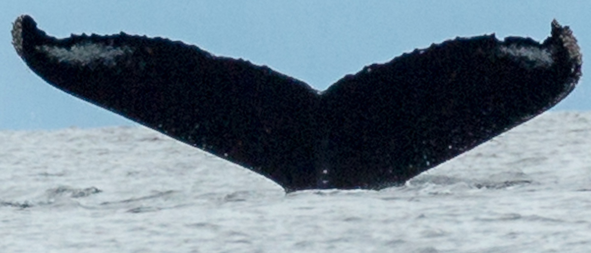 Fluke of Barbera aka Trumpeter (FS)