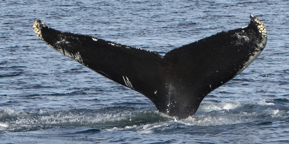 Fluke of T'Challa (Husavik) aka Shadow (Westfjords)