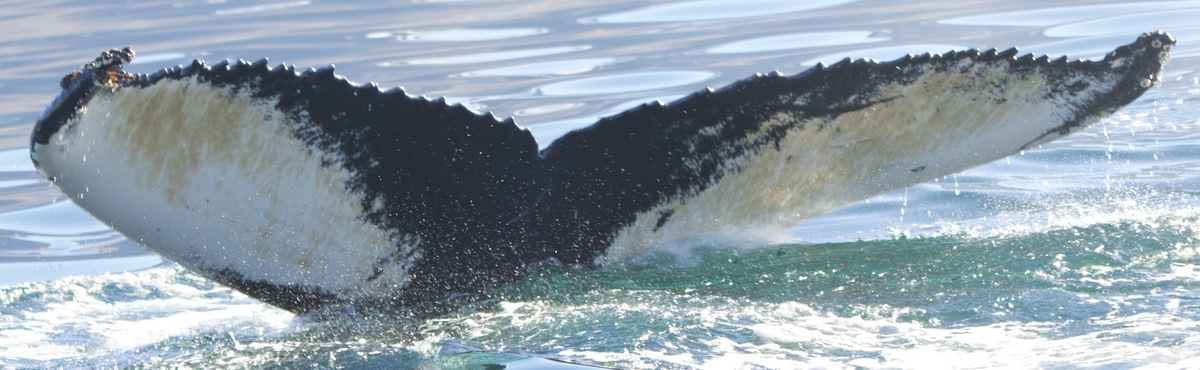 Fluke of Sasuke (Husavik)