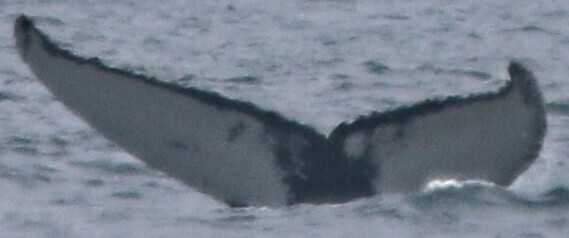 Fluke of HRC-MN121