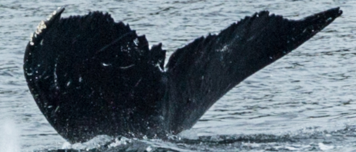 Fluke of Barolo aka Carmenere or Aeroflot (FS)