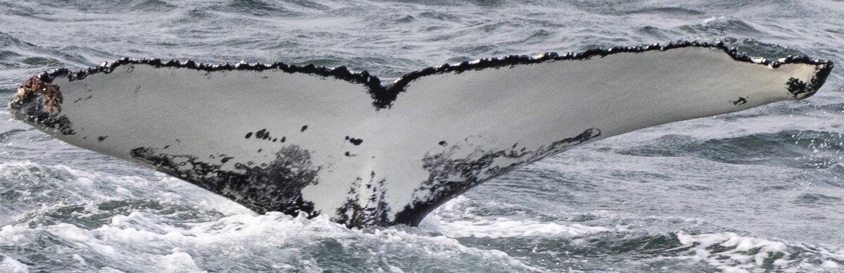 Fluke of Mallow (Husavik) aka Psycho (Westfjords)