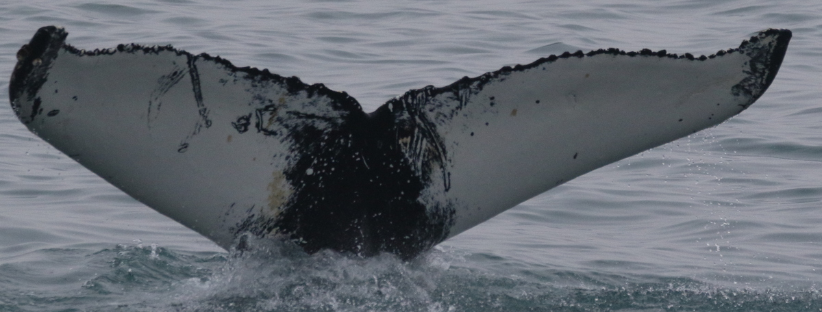 Fluke of Wind Gust (Husavik)