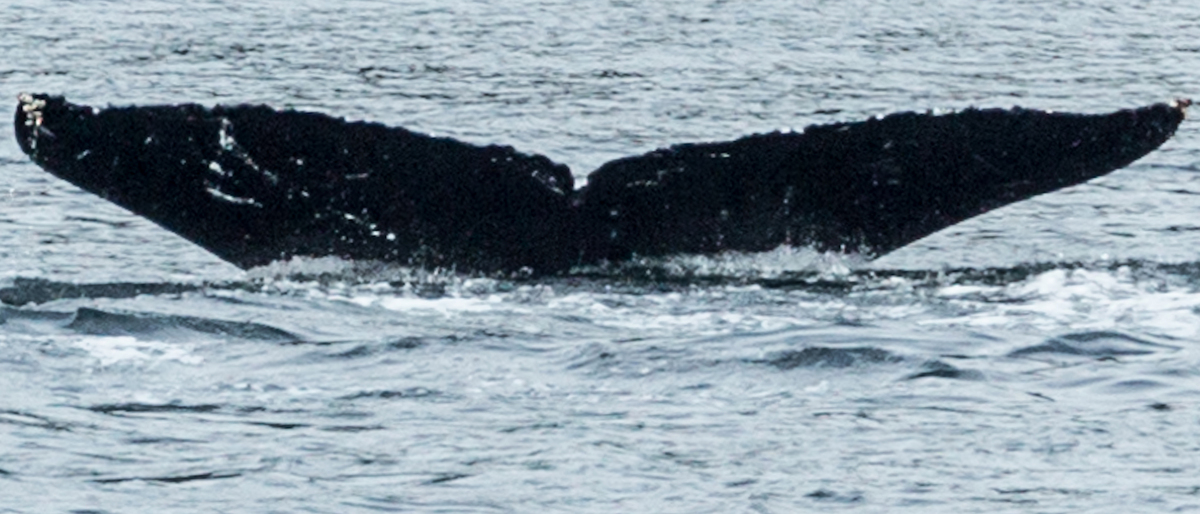 Fluke of Tempranillo (FS)